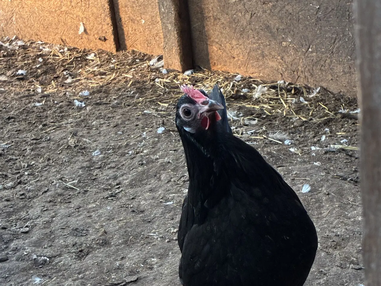 Billede 2 - Danske landhøns 