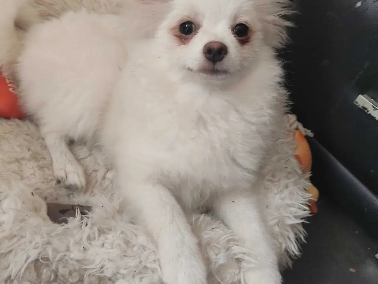 Billede 3 - Mini Pomeranian 