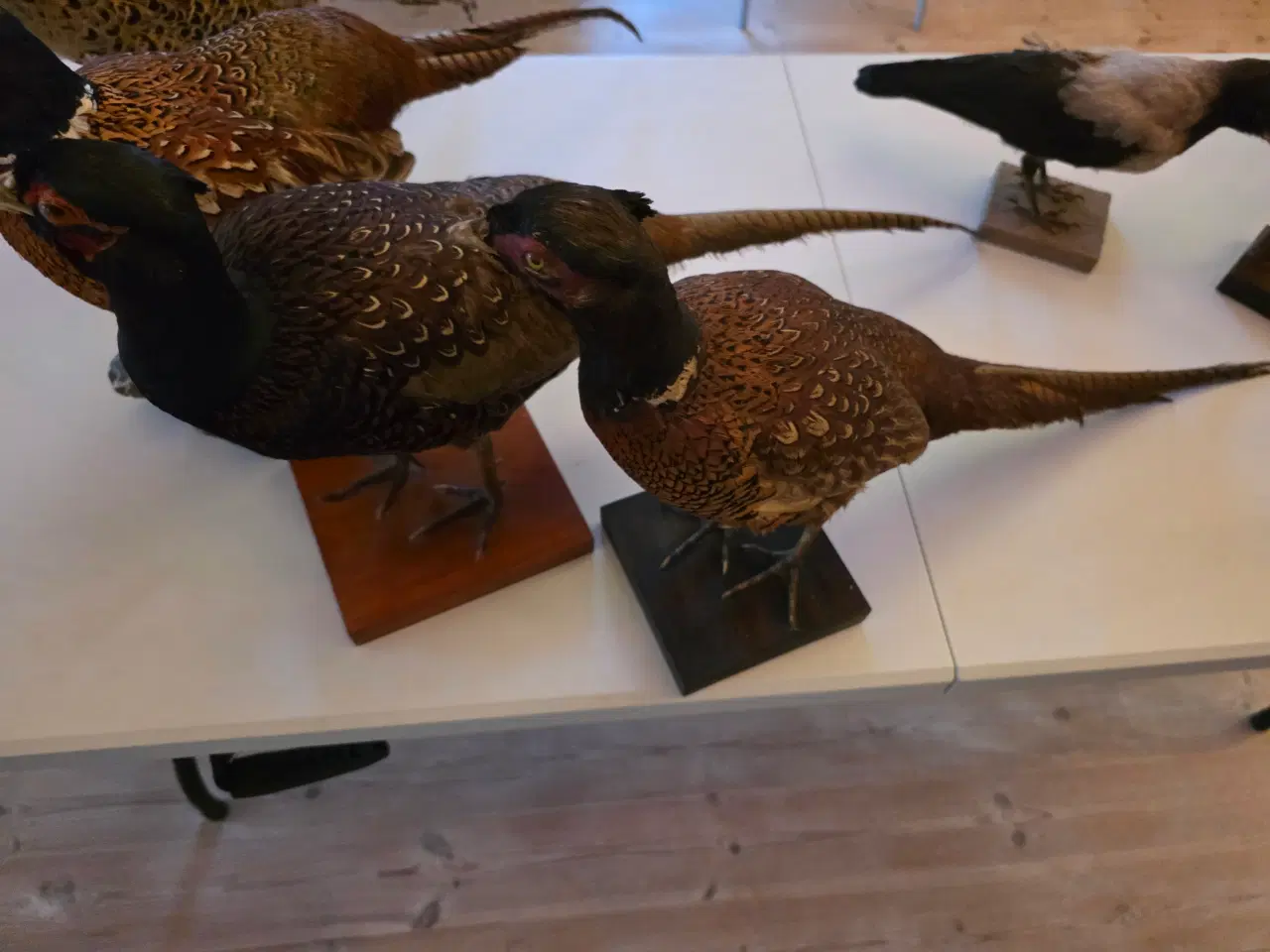 Billede 2 - Fasaner, Kragefugle og due, samlet eller opdelt