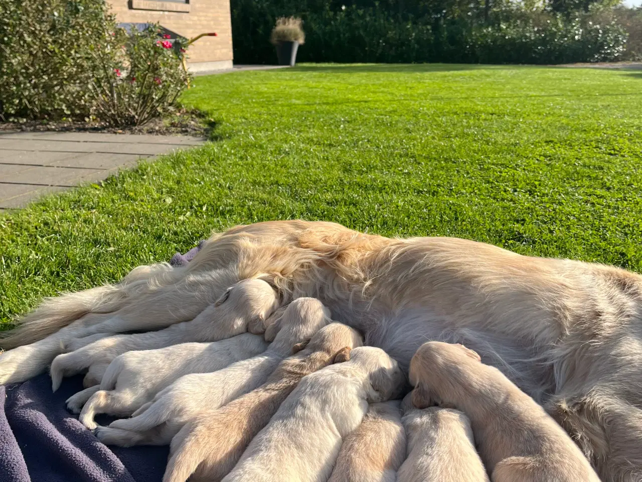 Billede 10 - Golden Retriever hvalpe