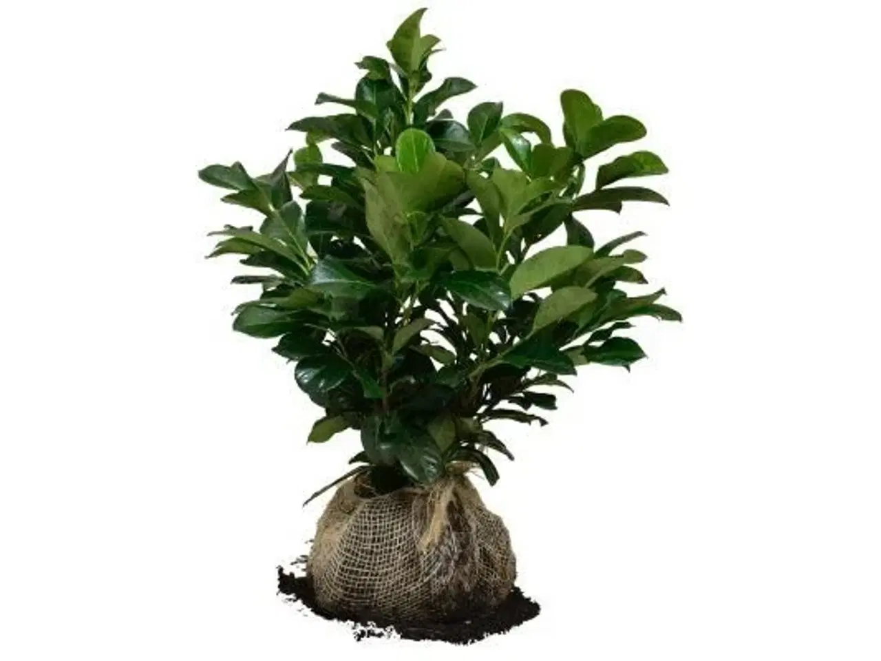 Billede 1 - 100 stk. Cherry laurel Prunus laurocerasus 'Etna' 40-60 cm.