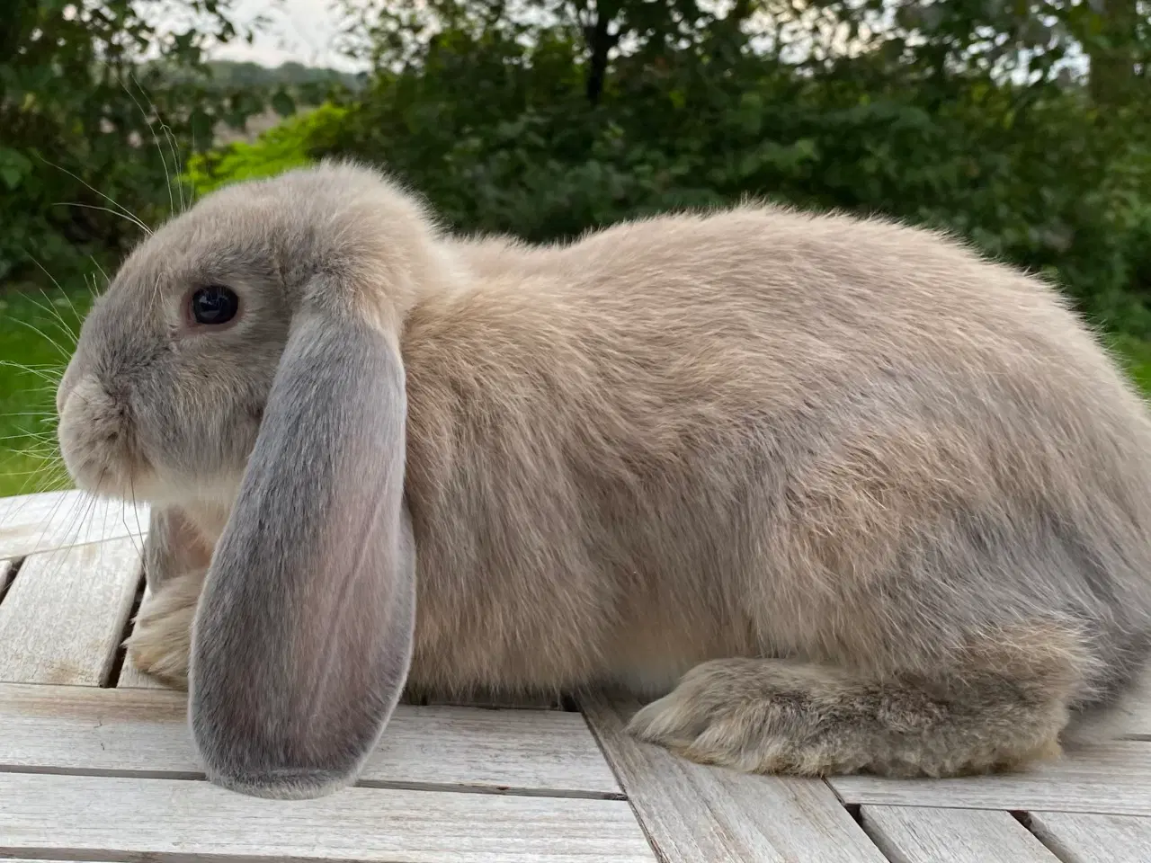 Billede 4 - FRANSK VÆDDER HAN ISABELLA OTTER