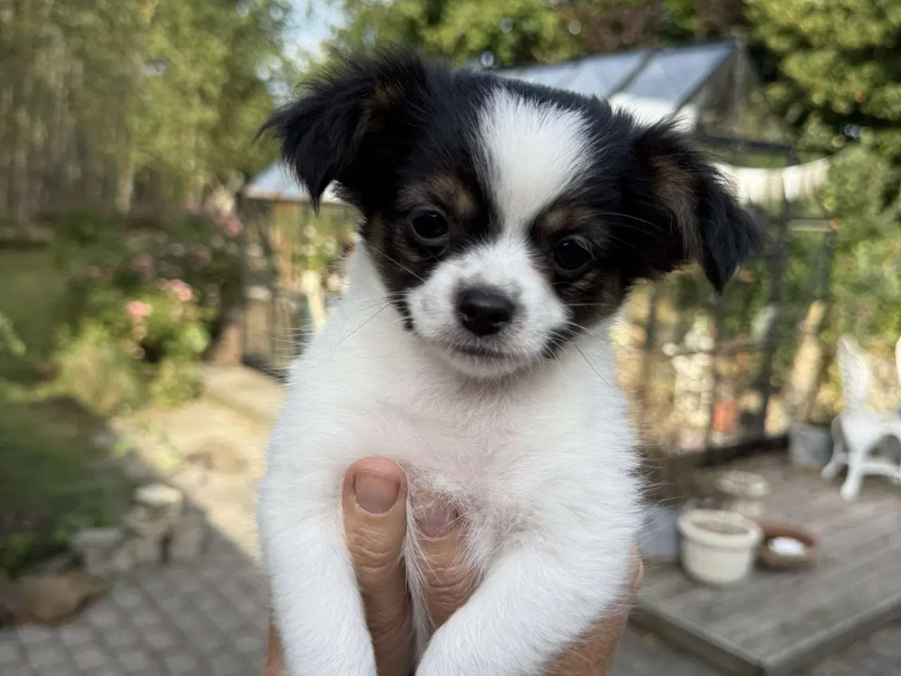 Billede 1 - Chihuahua hvalpe 