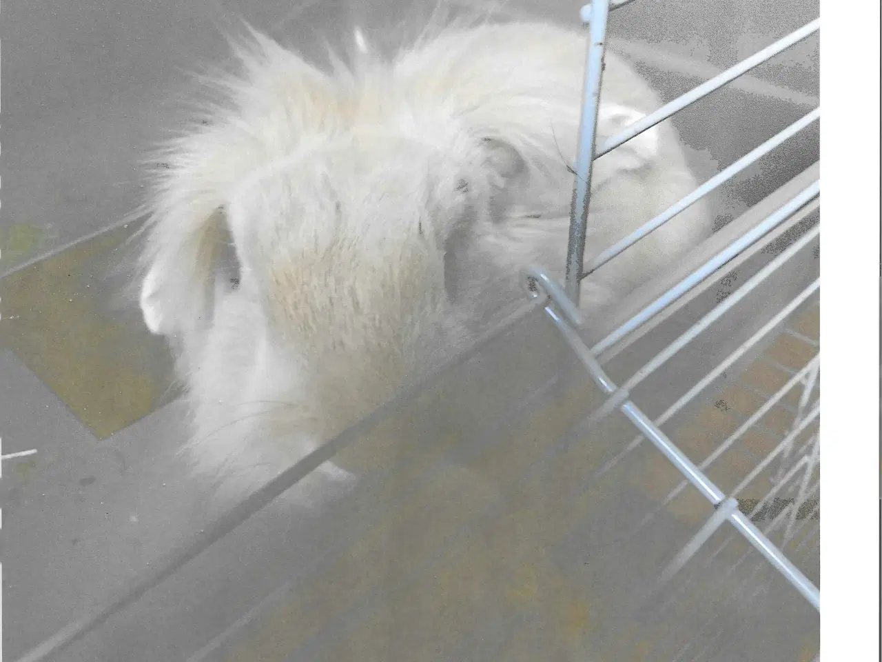 Billede 1 - Kanin med Bur