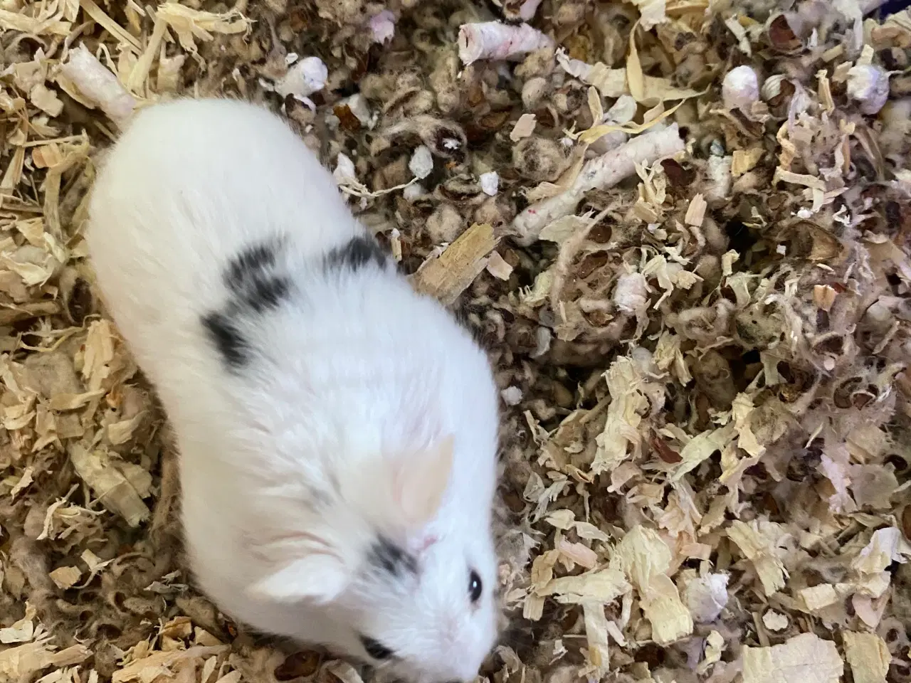Billede 4 - Dværg hamster 