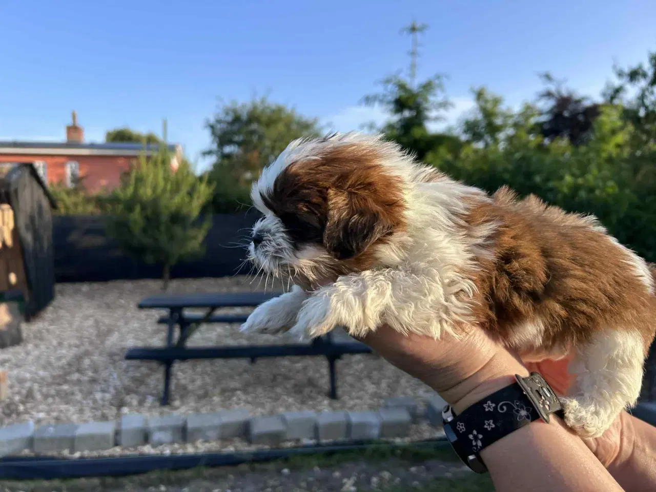 Billede 9 - Shih tzu hvalpe 