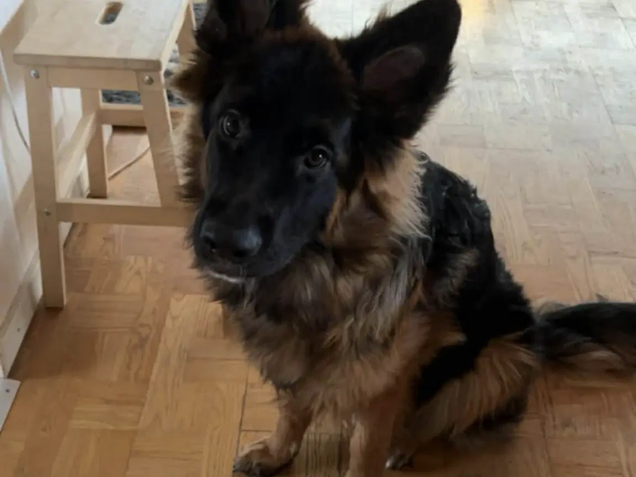 Billede 3 - 10 mdr. gammel schæferhund 