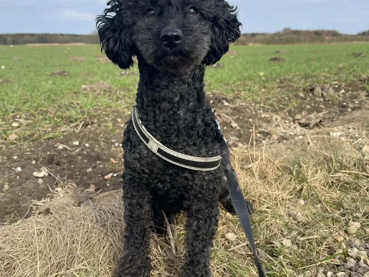 Billede 11 - 🌸 Skønne Verdi søger et kærlige hjem 🌸