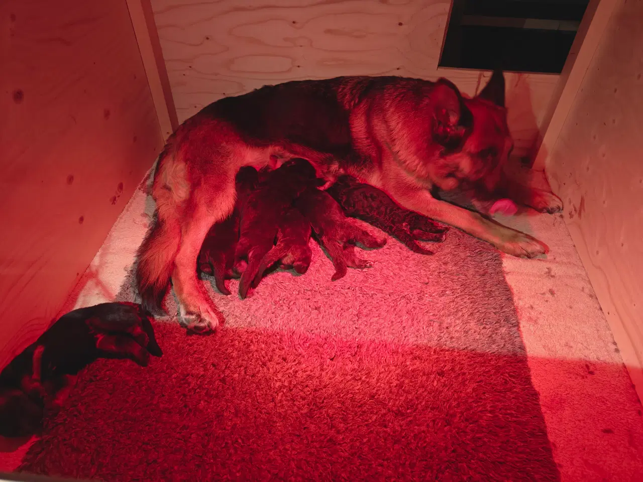 Billede 1 - Schæfer valp til påske 