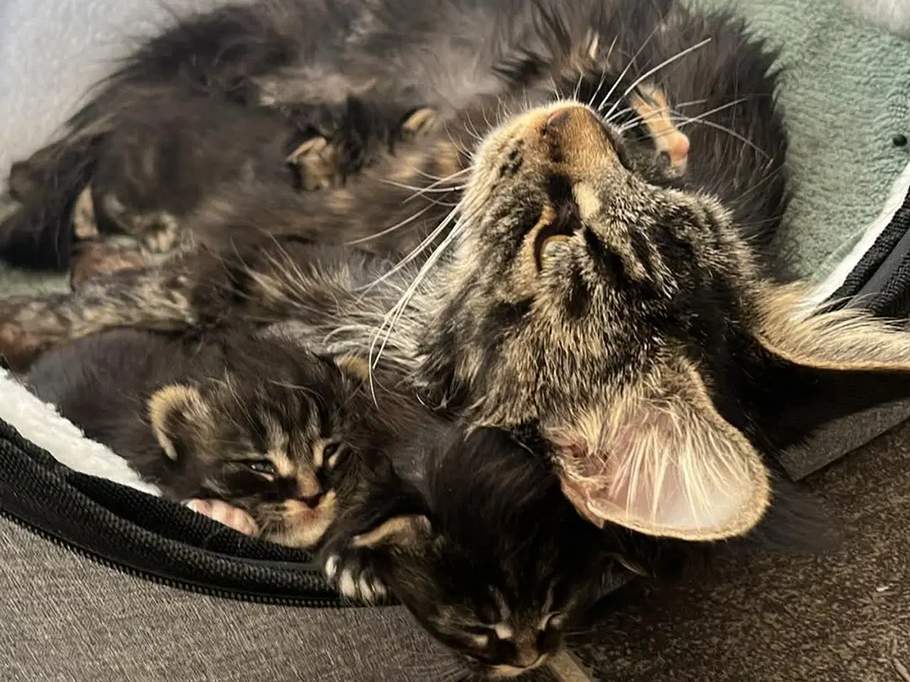 Billede 5 - Fineste Maine Coon hunkat