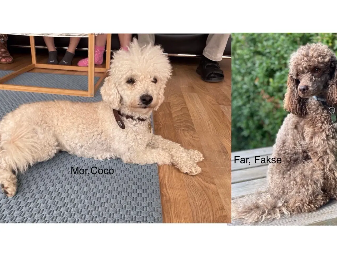 Billede 11 - Puddel hvalpe