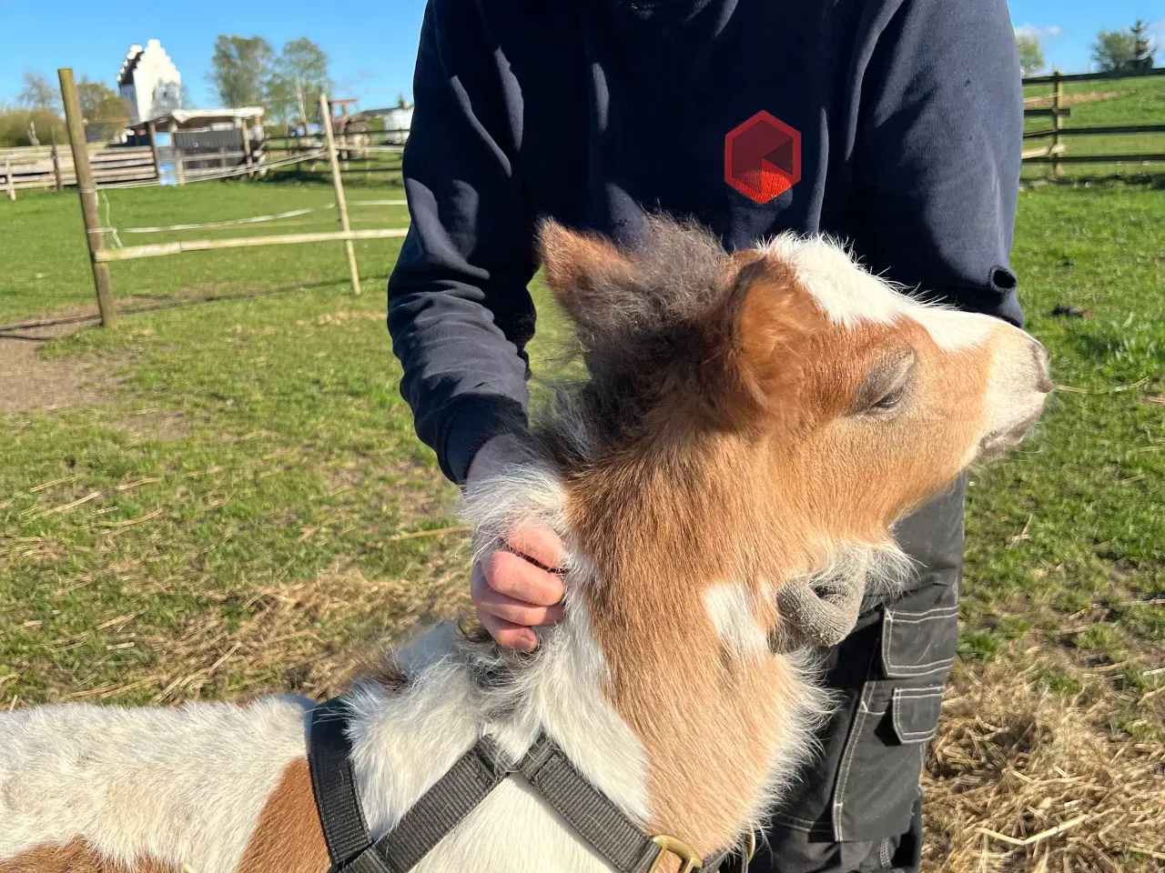 Billede 4 - Mini Irish cob hingsteføl 