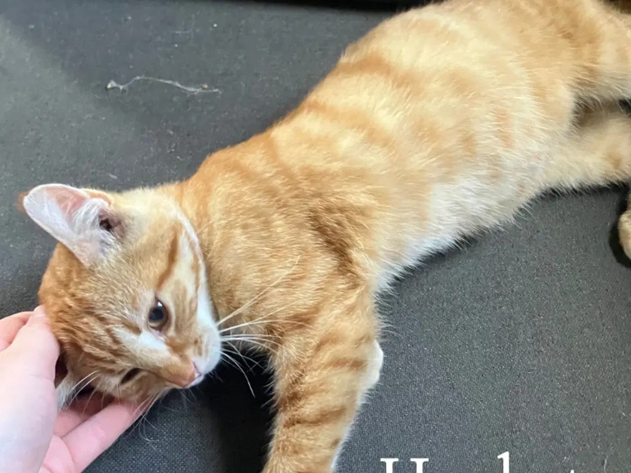 Billede 7 - Katte killinger