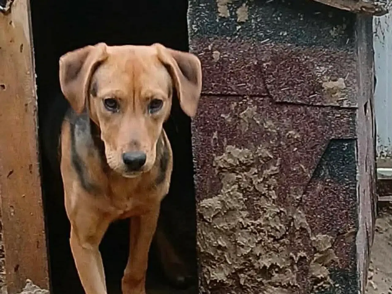 Billede 1 - Søde Minna søger sit 4ever hjem