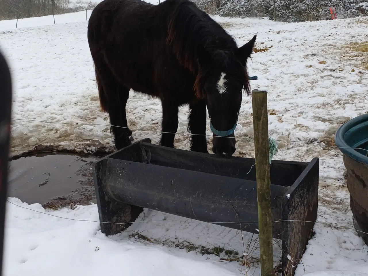 Billede 10 - 2årig Jyskhest hingst sælges