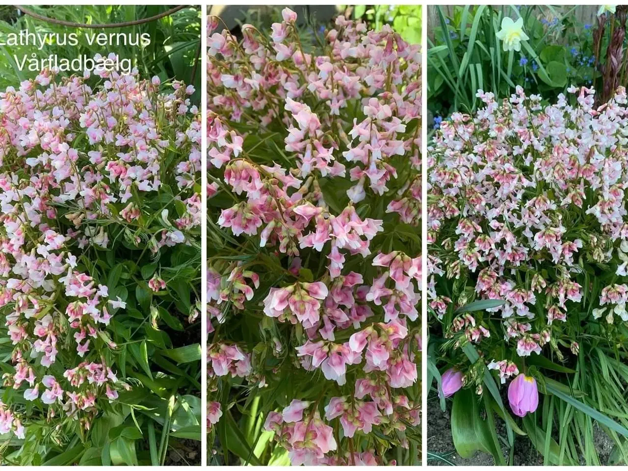 Billede 5 - Staude frø: Lathyrus Vernus / Vårfladbælg