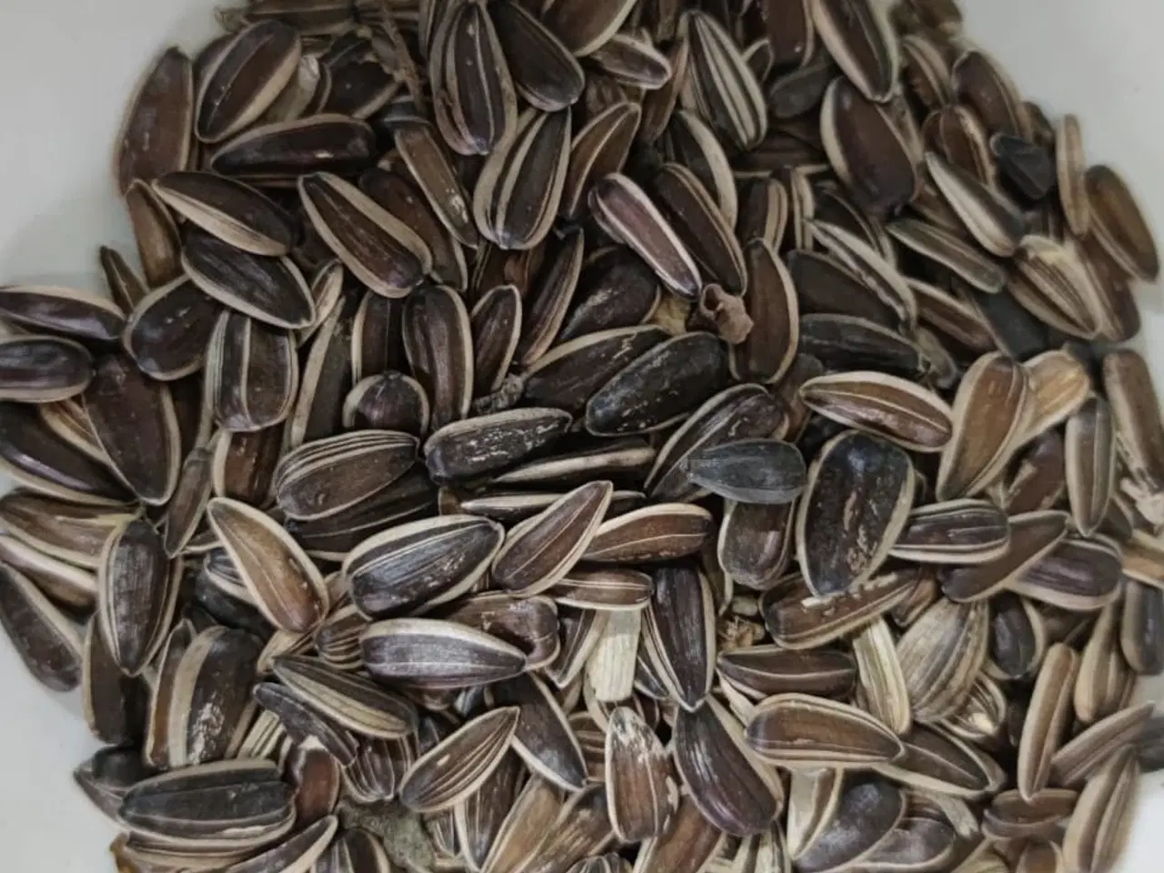 Billede 3 - Polly kornbørste sælges. Kornbørsten muliggør effe