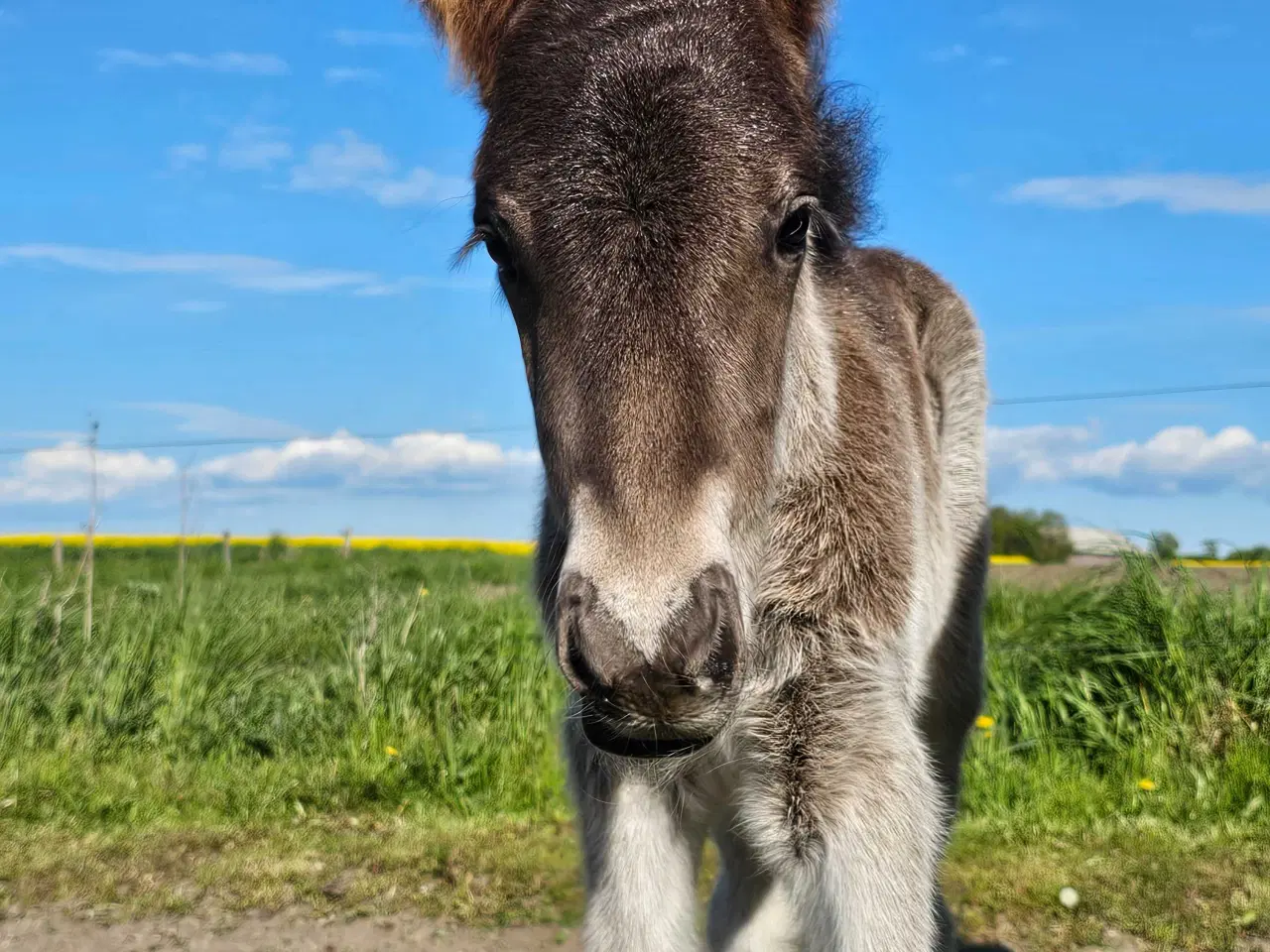 Billede 8 - Super lækkert hingsteføl💙
