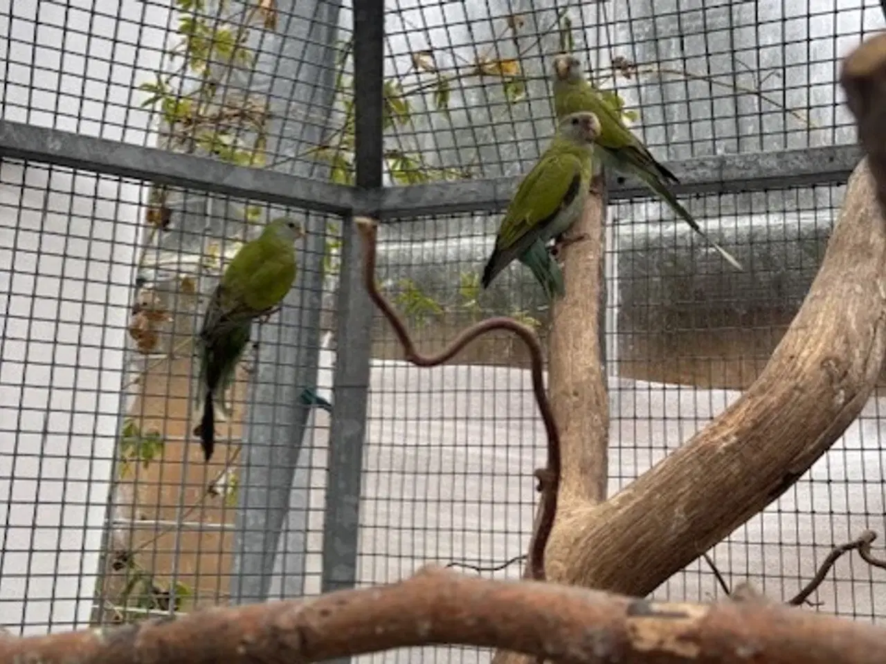Billede 3 - Hooded parakitter