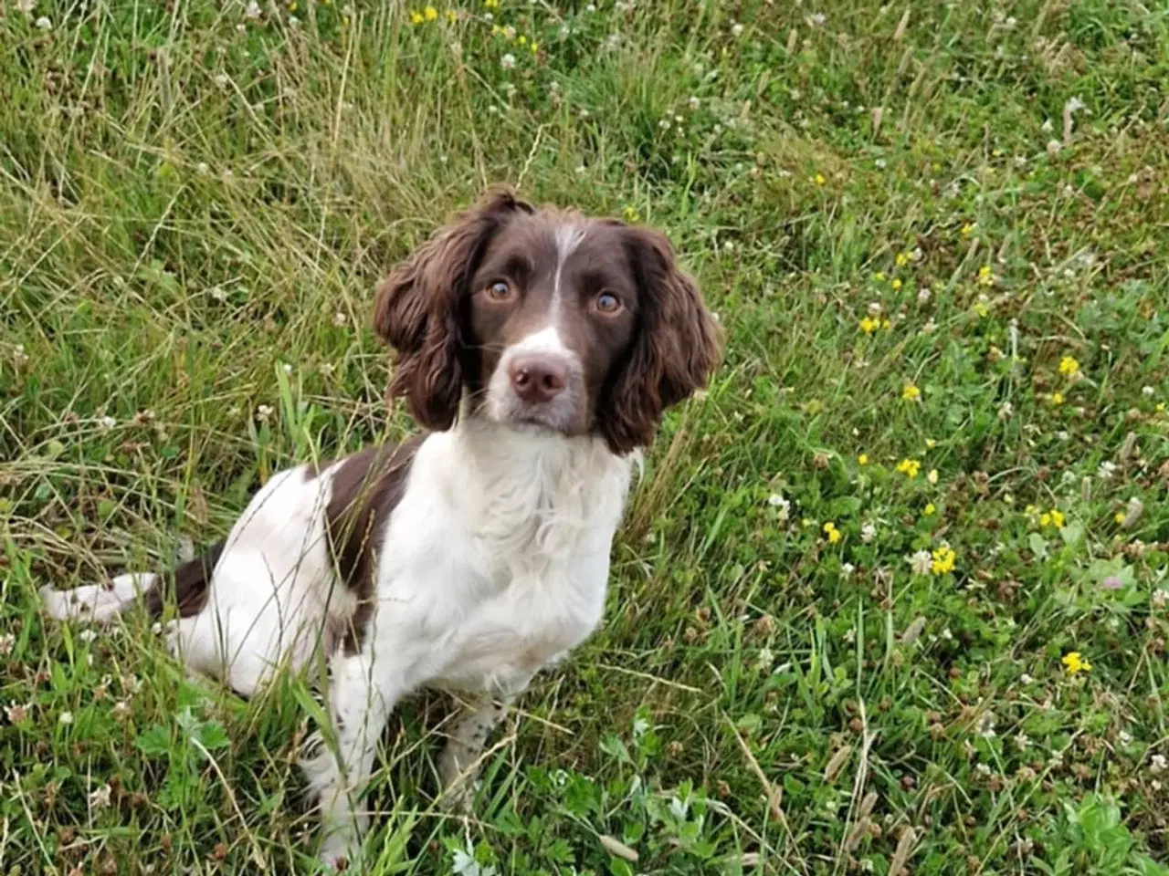 Billede 11 - FT Springer Spaniel