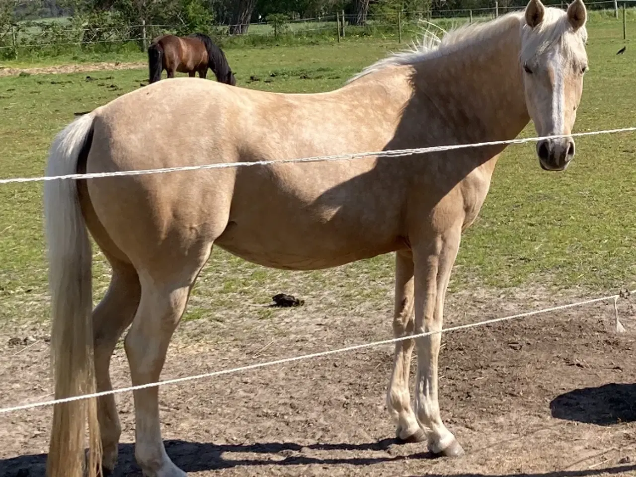 Billede 1 - Pony hoppe 