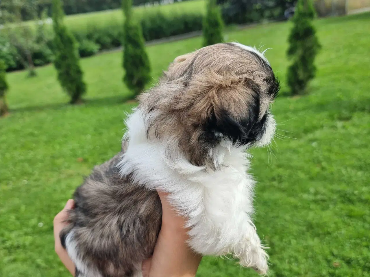 Billede 2 - Shih Tzu-hvalpe 