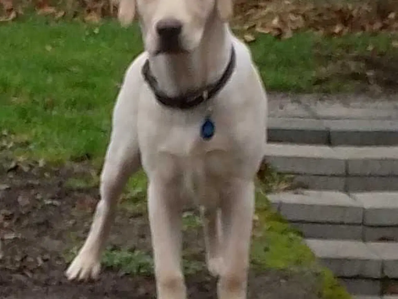 Billede 1 - Labrador Retriever han søger nyt hjem.