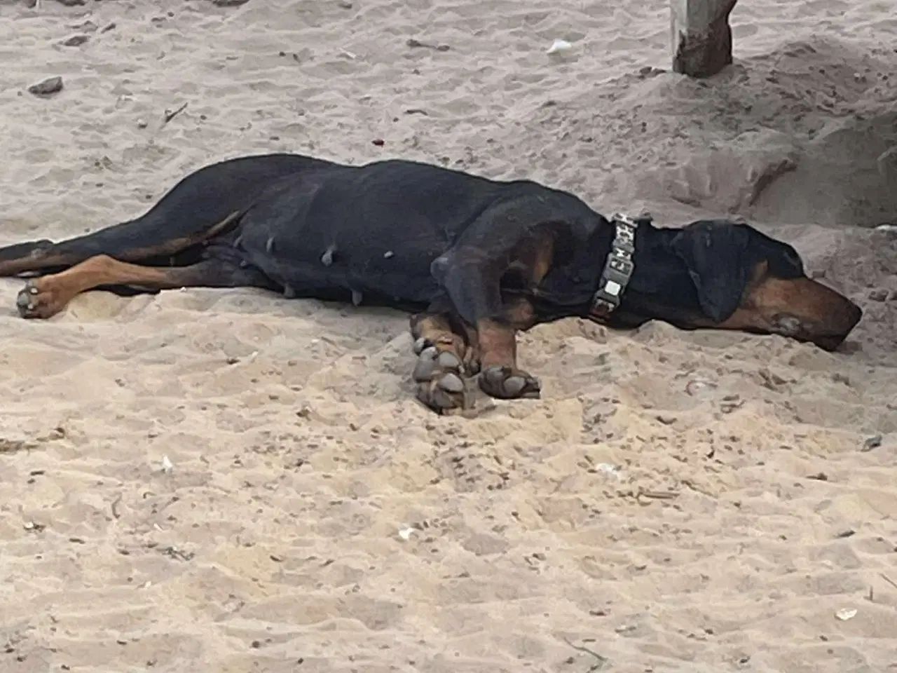 Billede 8 - Smukke Ripley søger sit otium 🩷