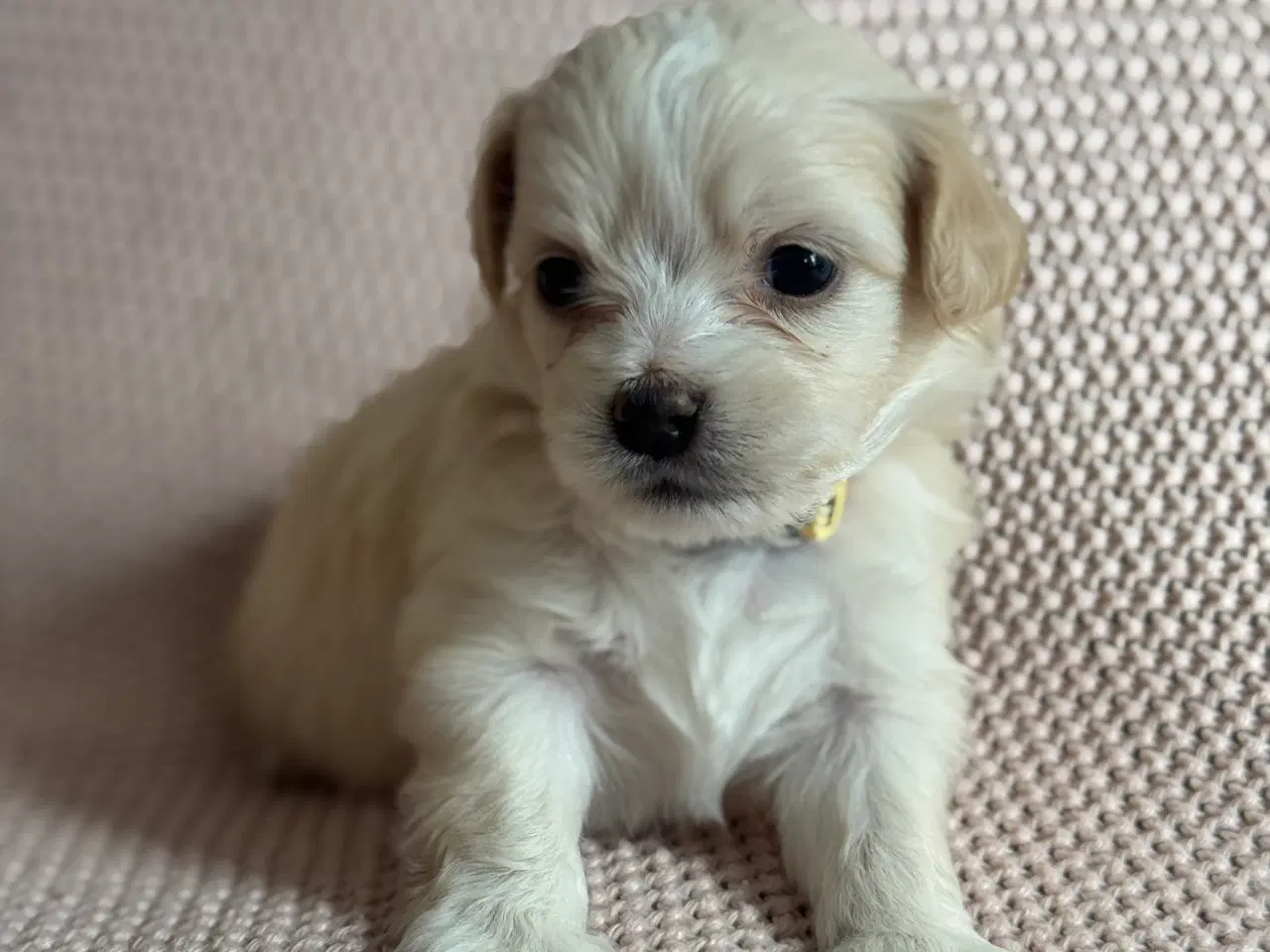 Billede 8 - Maltipoo Pomchi blanding