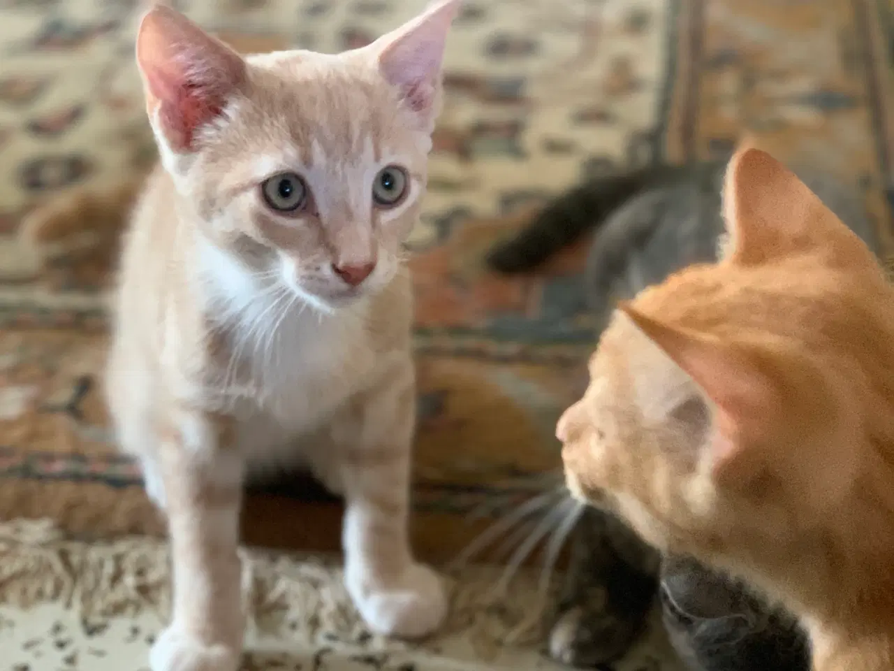 Billede 6 - 25 % mainecoon killinger sælges