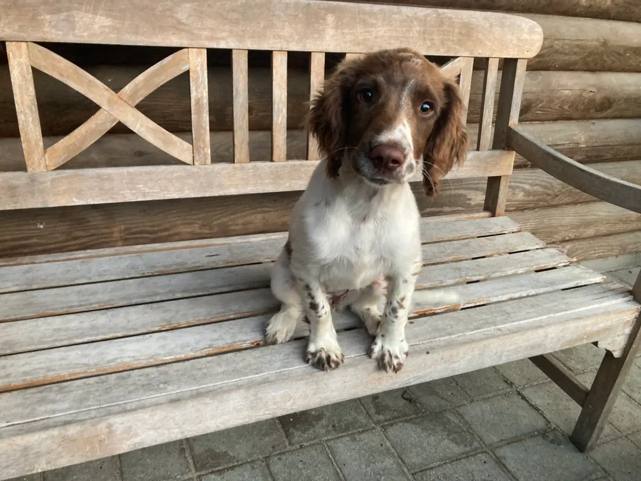 Billede 2 - Springer Spaniel Tæve