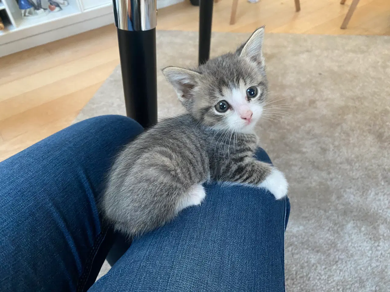 Billede 5 - De smukkeste mainecoon-blandinger 