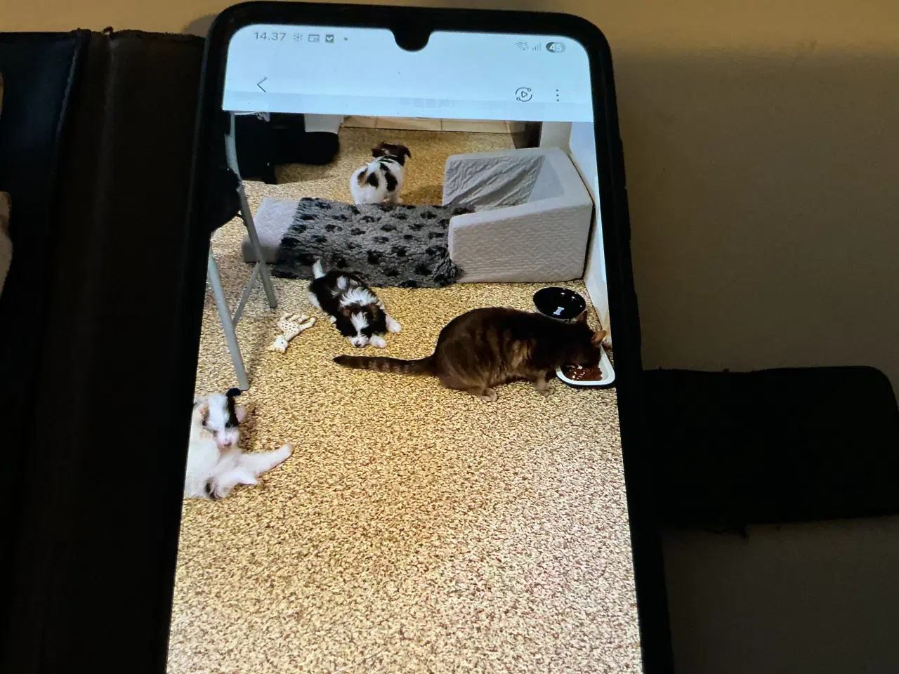 Billede 2 - Papipoo drenge