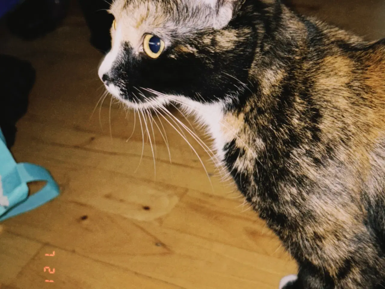 Billede 3 - Gratis kat til salg 