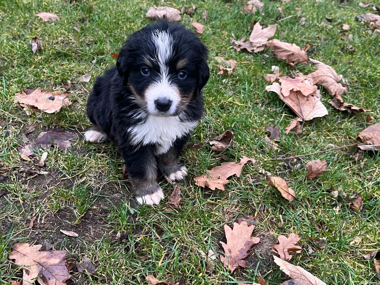 Billede 2 - Berner sennen hvalpe