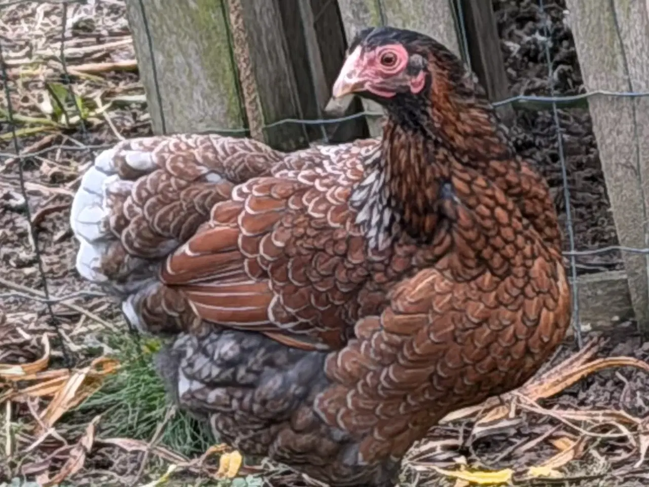 Billede 4 - Blandings høne, og en Wyandott høne