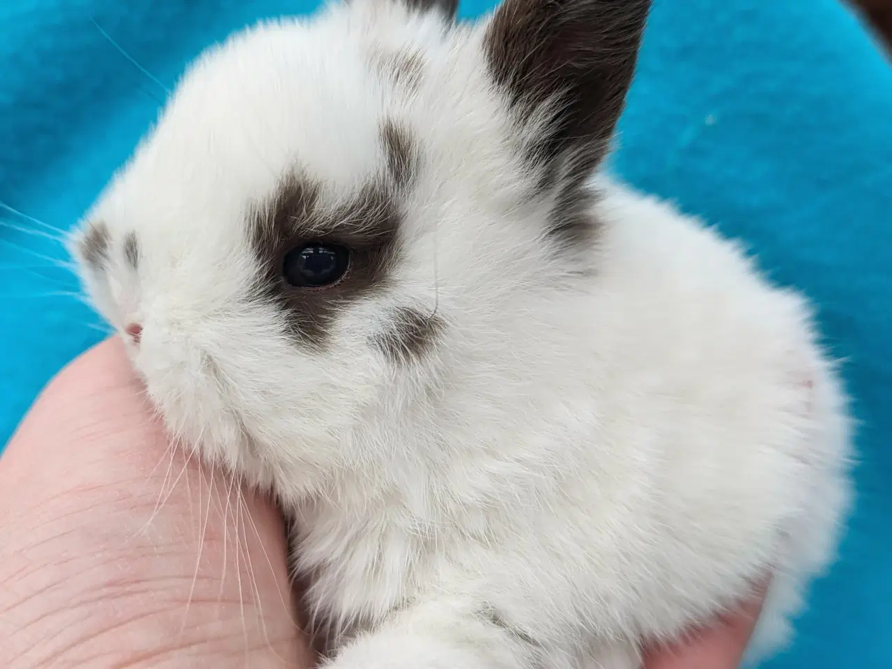 Billede 9 - Hermelin/minilop kaninunge sælges 