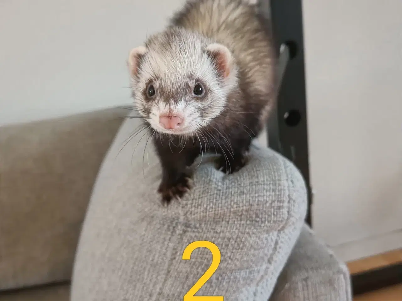 Billede 5 - Ilder/fritter tæver sælges.