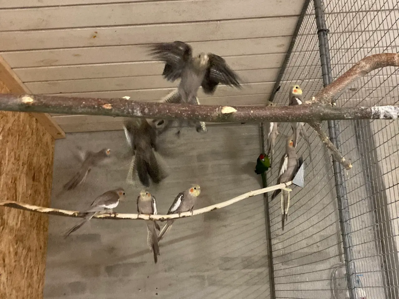 Billede 1 - Nymferparekitter unger og voksne 