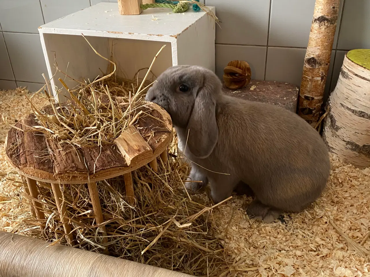 Billede 4 - Dværgvædder Isabellafarvet han