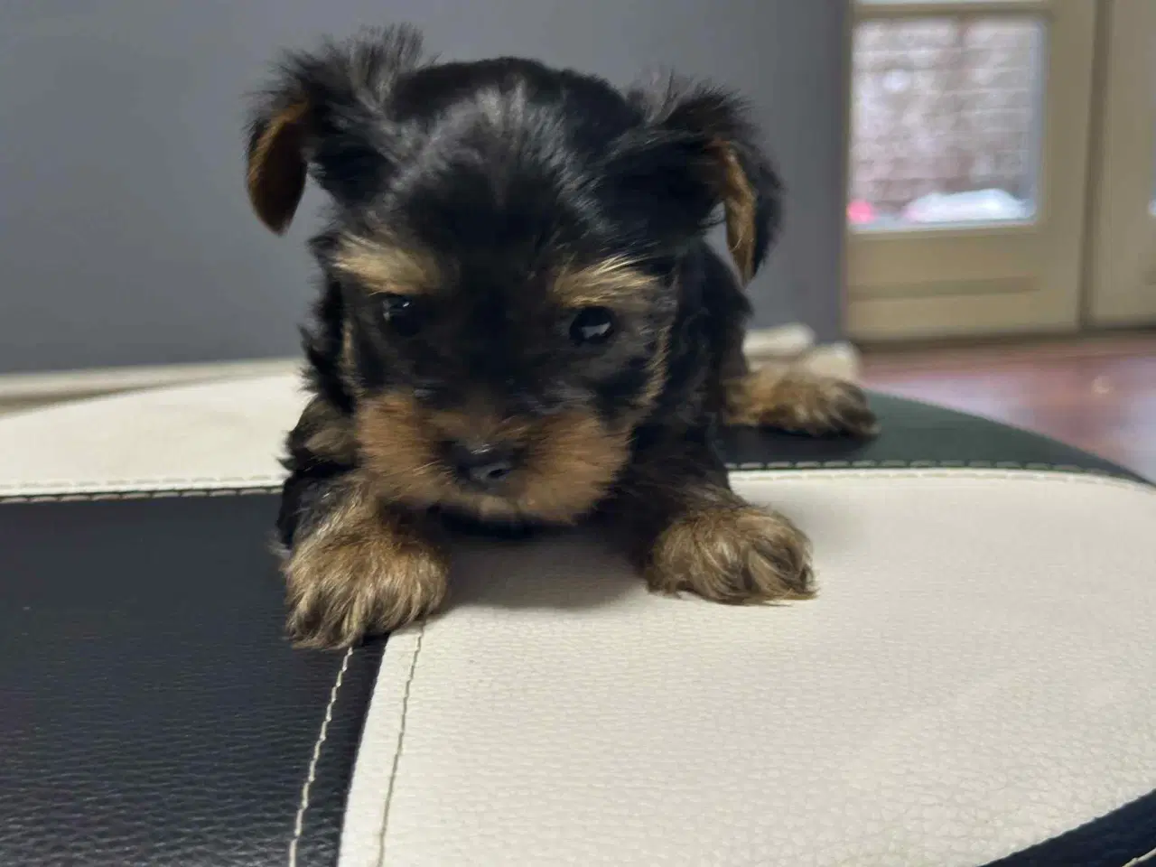 Billede 1 - 💙💙💙💙❤️Yorkshire terrier hvalpe
