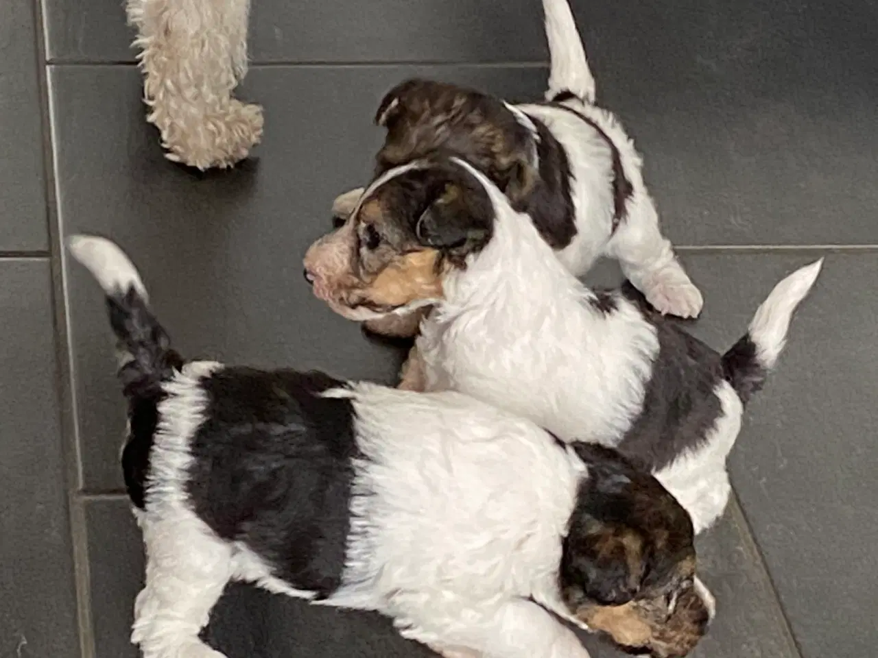 Billede 10 - Ruhåret FOX terrier 