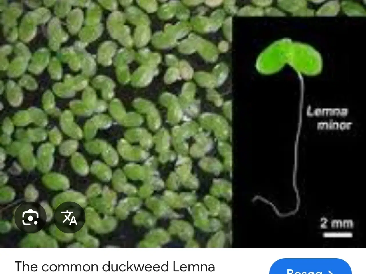 Billede 5 - Planter 3 stk. Lange og flyde planter  plus 10 stk