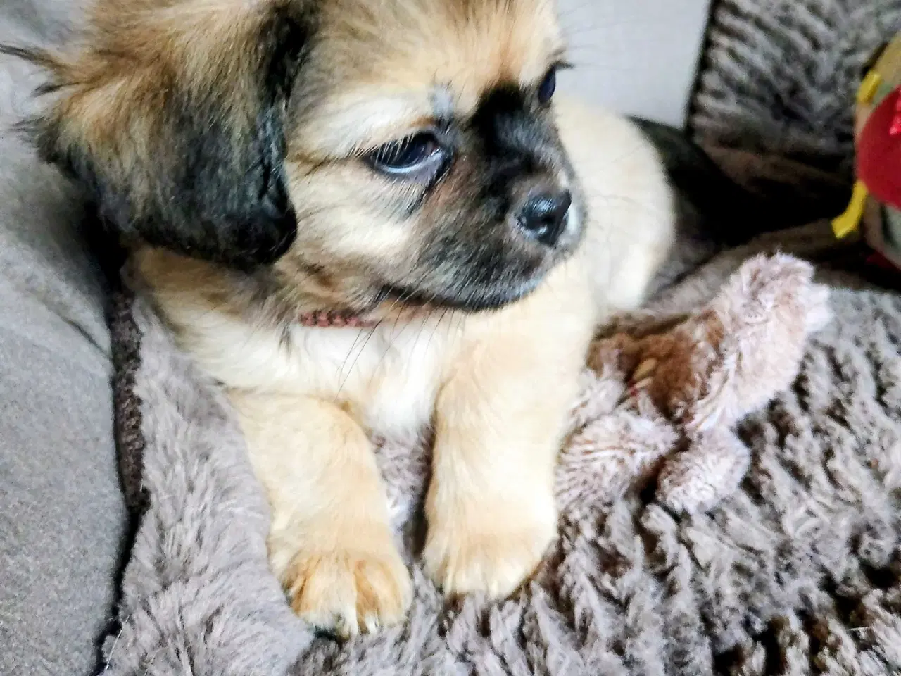 Billede 2 - Dejlige små race blandings hvalpe