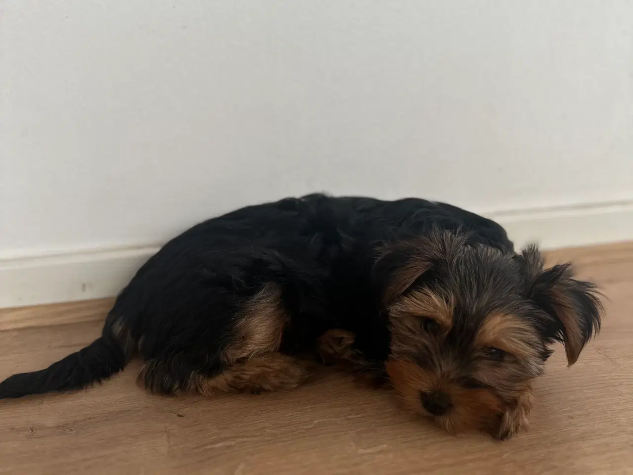 Billede 5 - Yorkshire terrier tæve