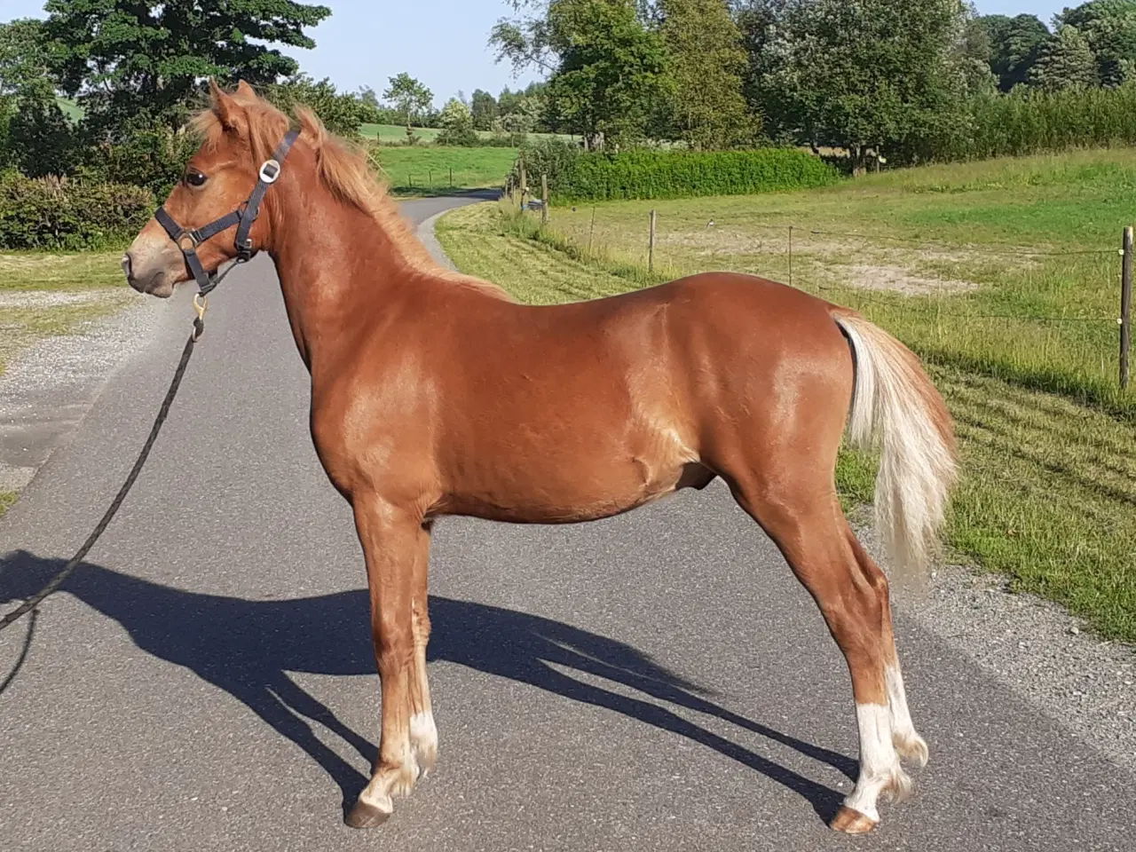 Billede 3 - Pony ,Pinto /araber hingst plag 