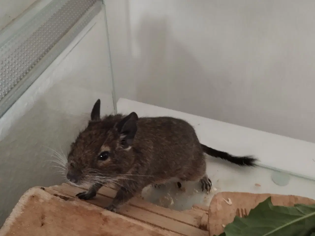 Billede 2 - Degu sælges 