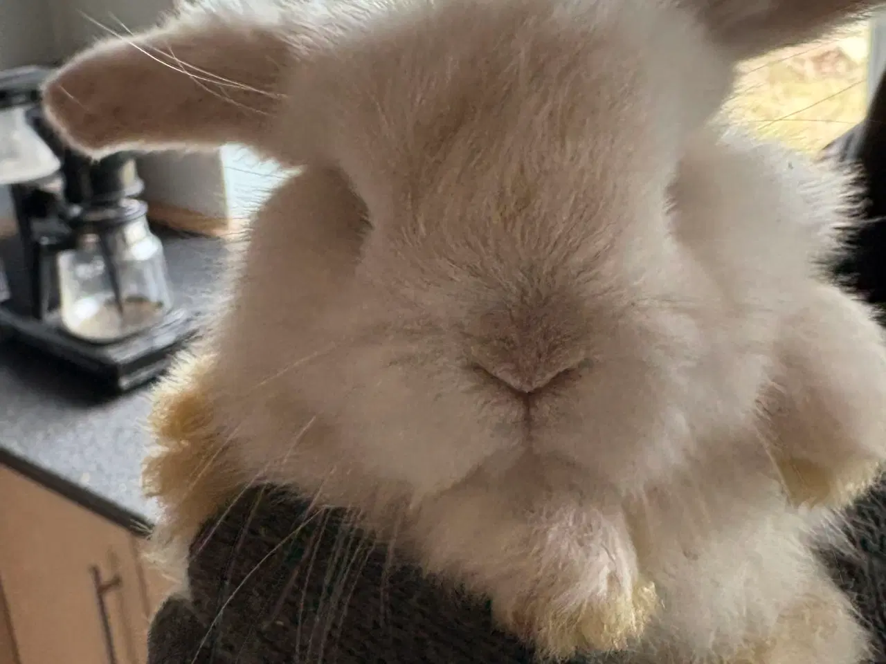 Billede 4 - Minilops unger