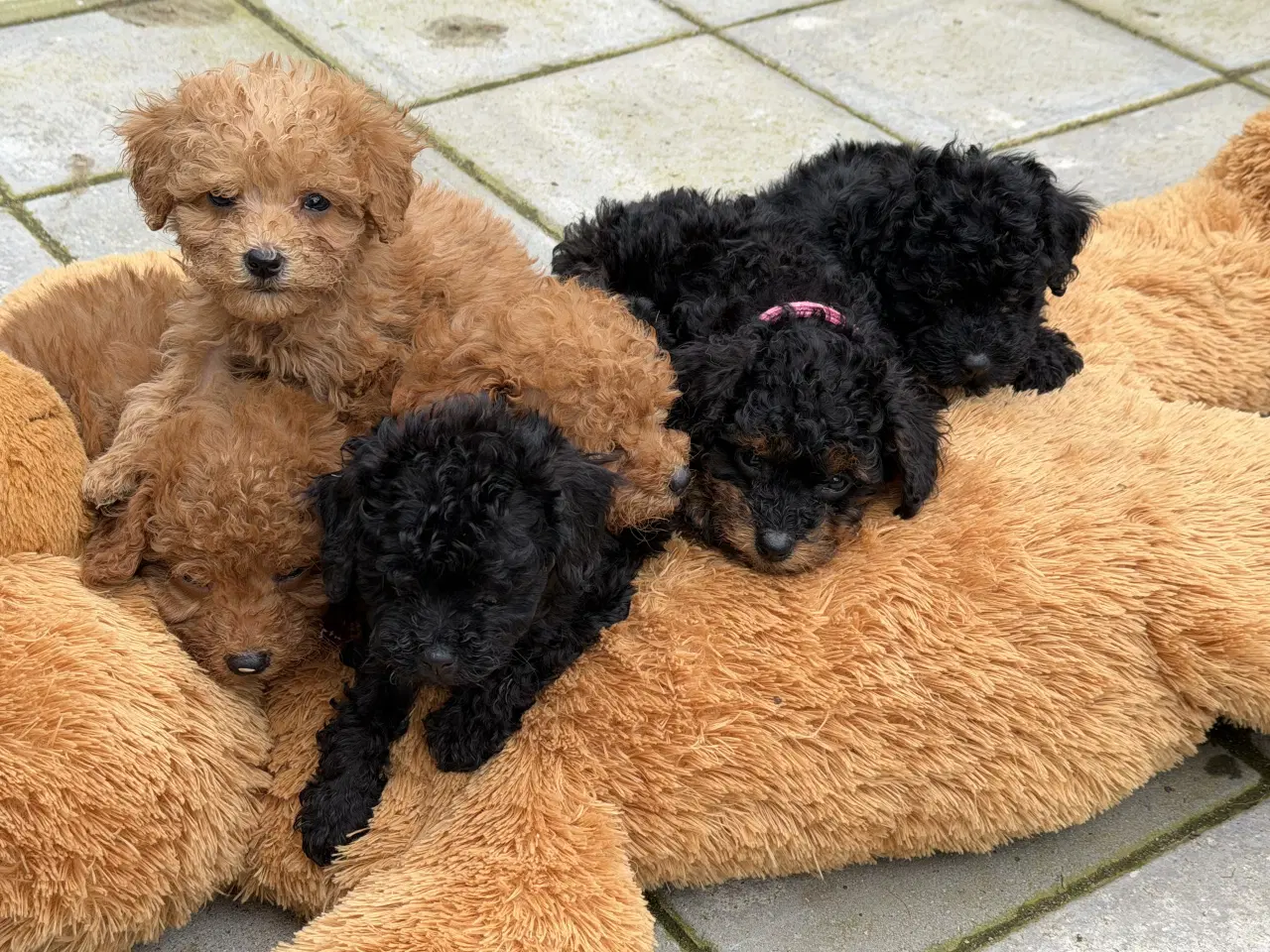 Billede 2 - Cavapoo hvalpe 