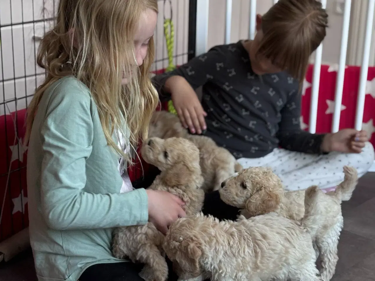 Billede 5 - F3 Labradoodles små 